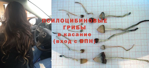 гашик Дмитров