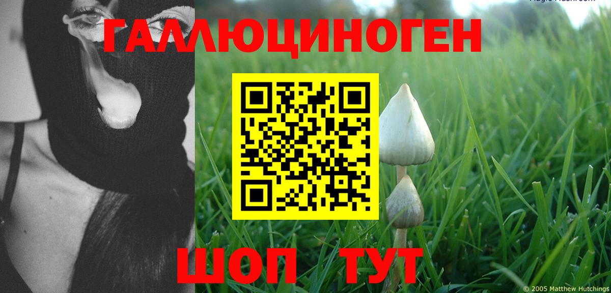 Галлюциногенные грибы Psilocybe  хочу   Камышин  Галлюциногенные грибы Psilocybine cubensis 